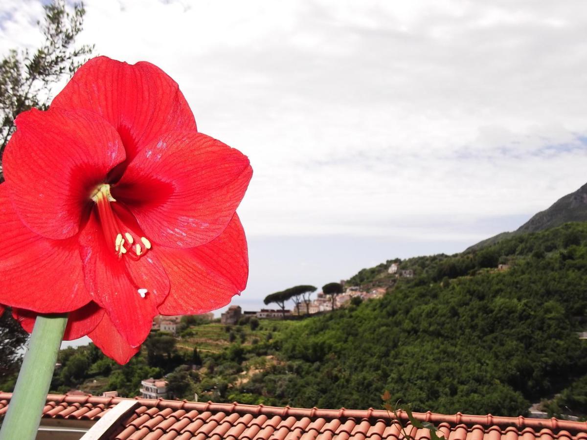 Le Mimose Villa Vietri Exteriör bild