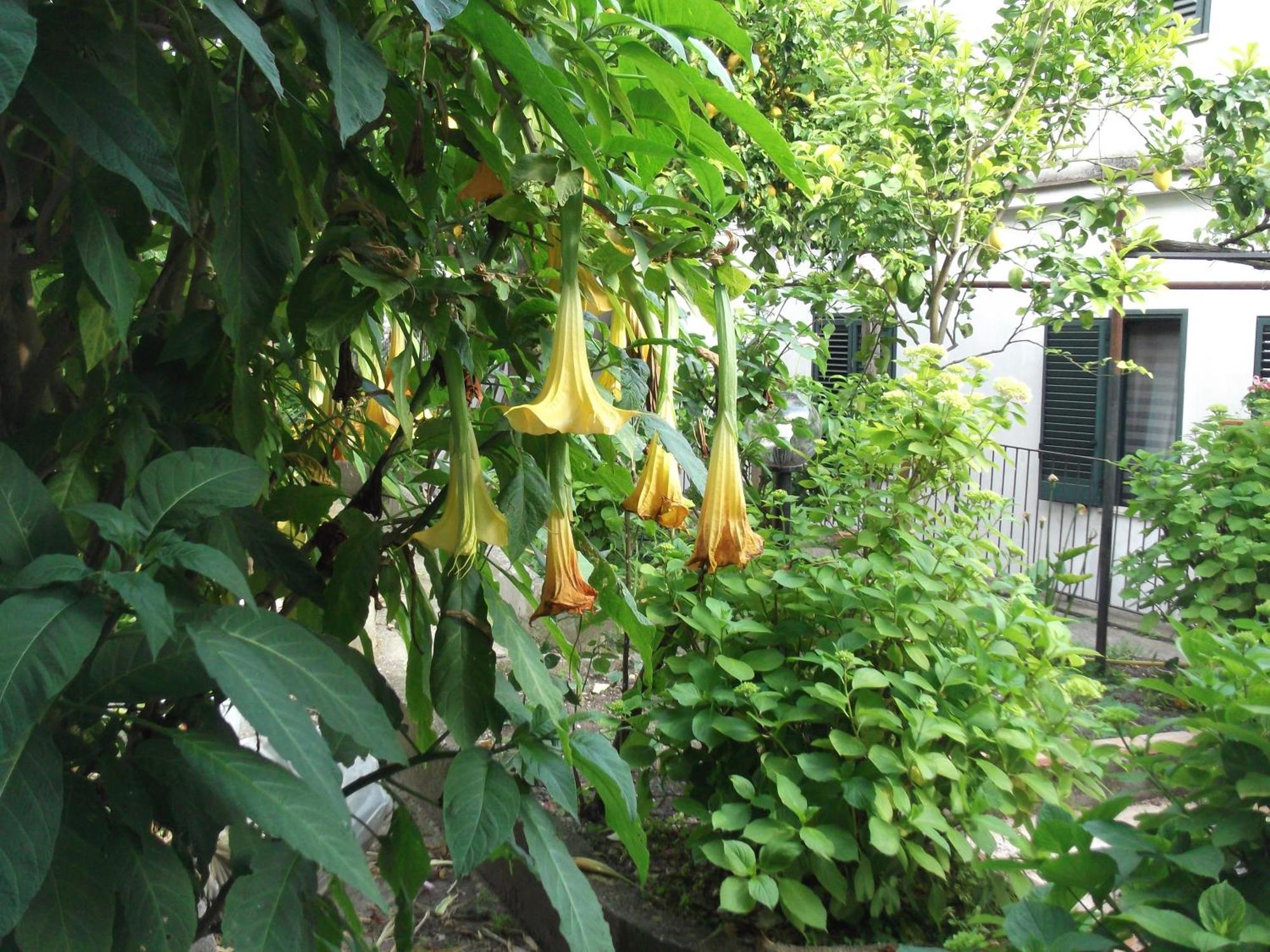 Le Mimose Villa Vietri Exteriör bild