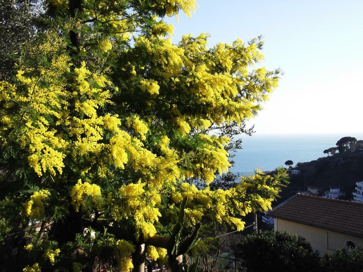 Le Mimose Villa Vietri Exteriör bild